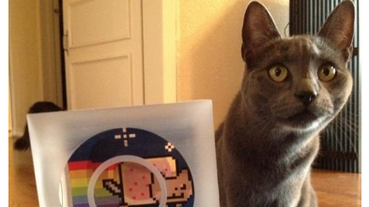 Katten Marty, som inspirerat memet, avled i torsdags. Nu hyllas han på Twitter.